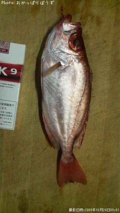 キントキダイ