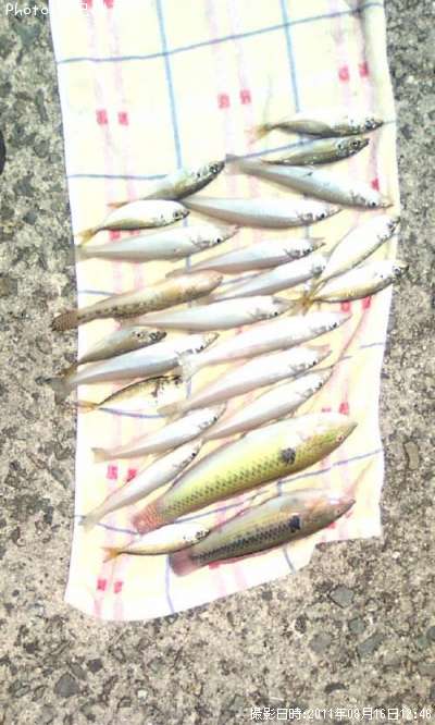 キス、鯵、ハゼ、ベラ、オコゼ、マダイ稚魚
