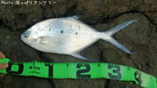 コバンアジ