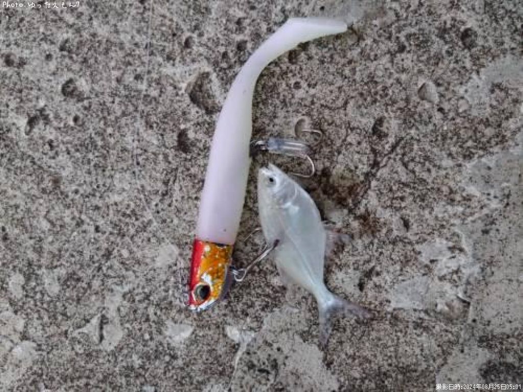 コバンアジ?