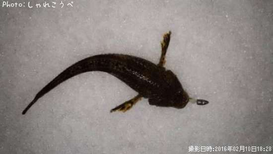多分コチ??
