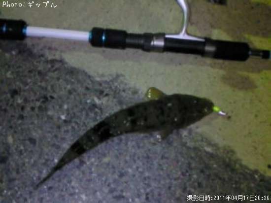 コチ