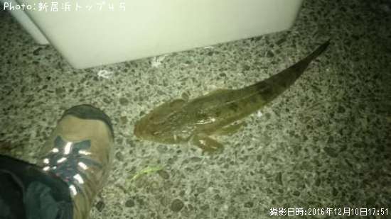 コチ