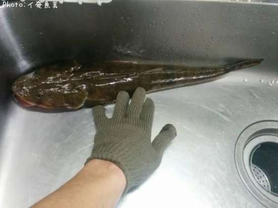 コチ