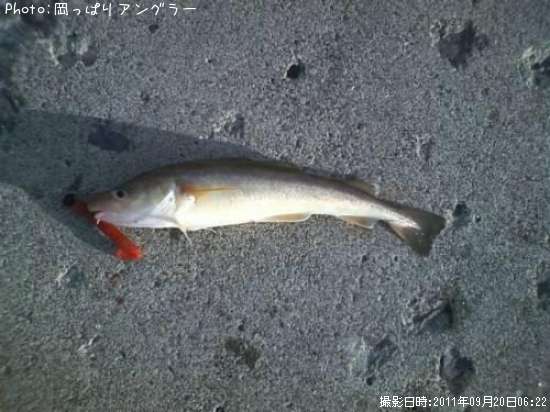 コマイとカレイ