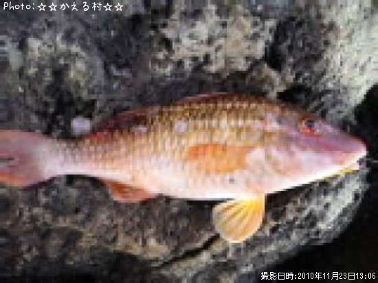 この魚は…?