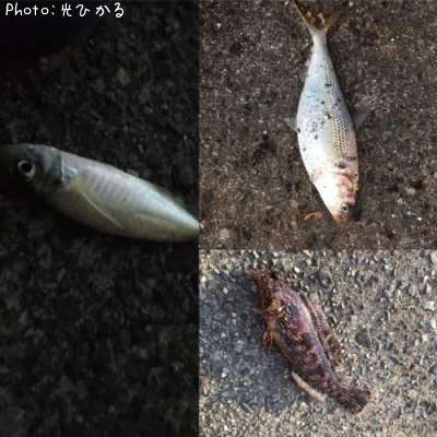 コノシロ