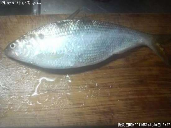 コノシロ