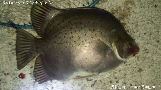 これ何?