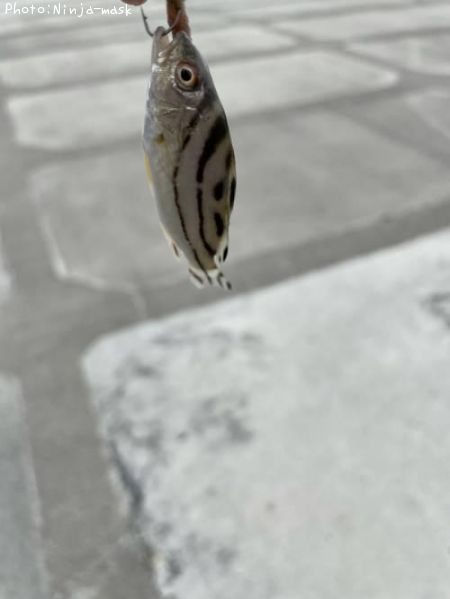 コトヒキ