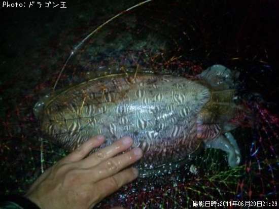 コウイカ