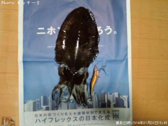 コウイカ