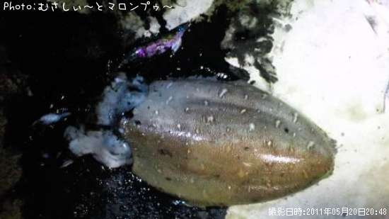 コウイカ