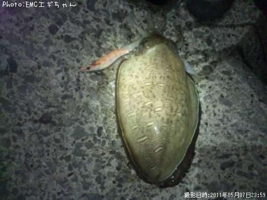 コウイカ
