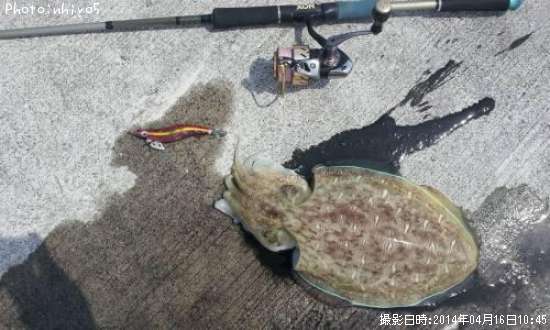 コウイカ