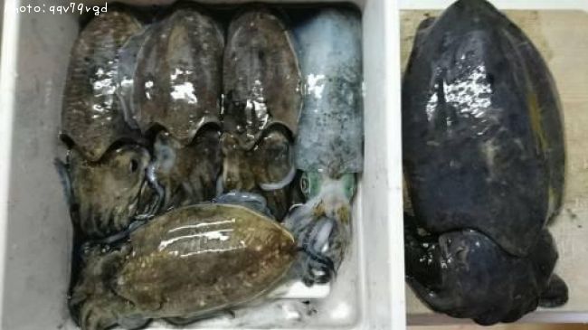 コウイカ、アオリイカ