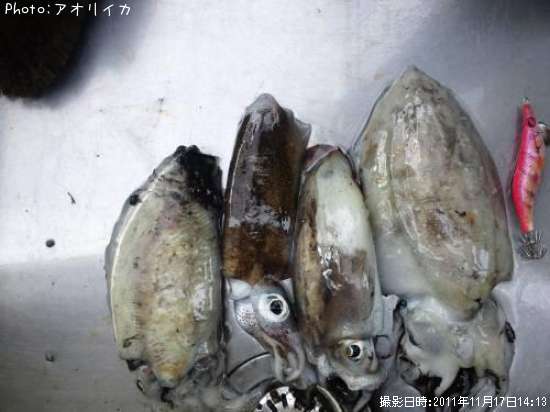 こういか あおりいか