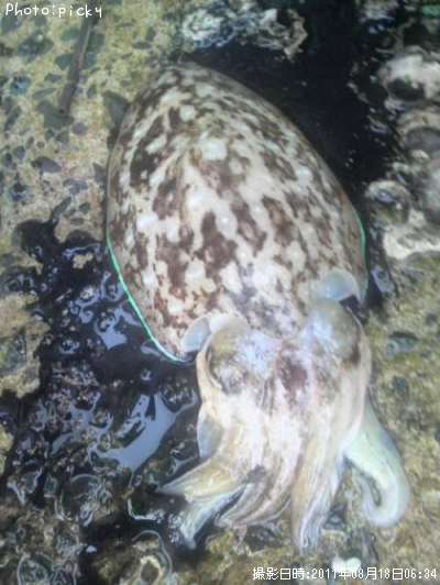 コウイカ?カミナリイカ?