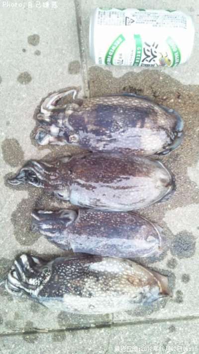 コウイカ×3シリヤケ タコ メバル