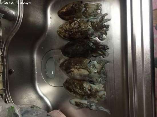 コウイカとちびアオリ