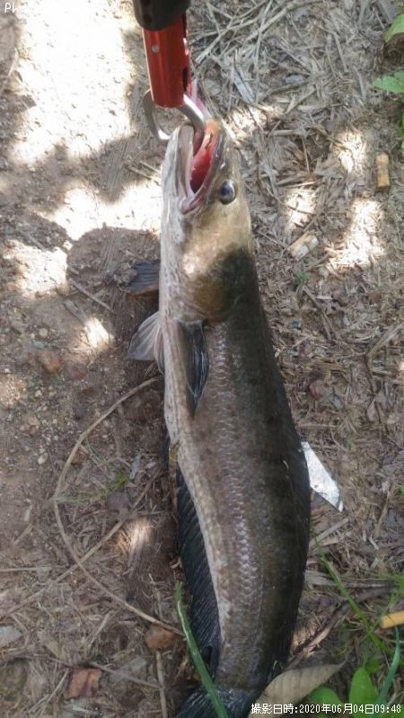知りたい 富山県の釣果海外 コウタイ 釣り情報を発信中 ポイントからシーズンやルアーまで釣果情報 即戦力釣り情報