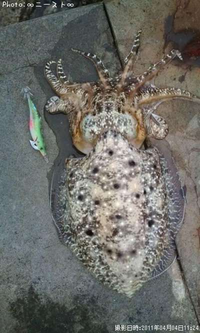 クブシミ