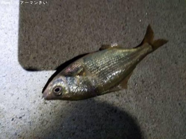 クチボソ