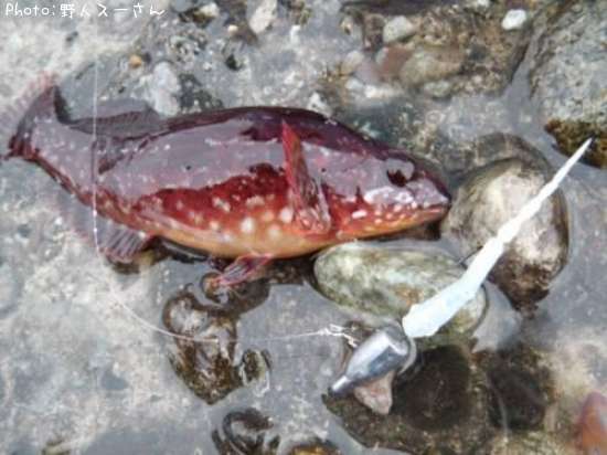 クジメ