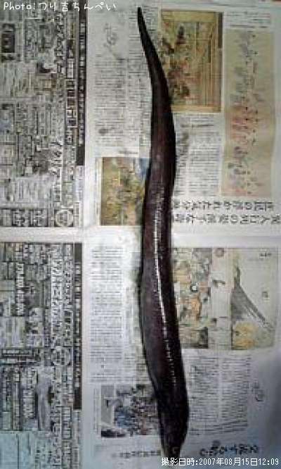クロアナゴ