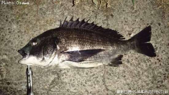 クロダイ