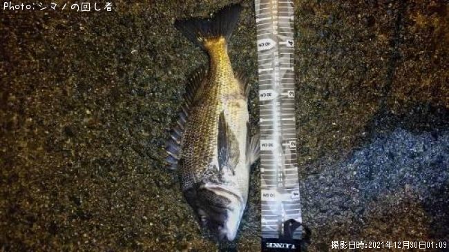 クロダイ