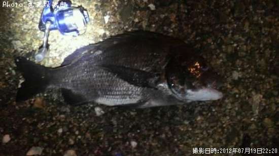 クロダイ