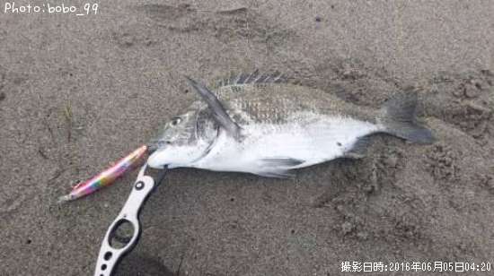 クロダイ