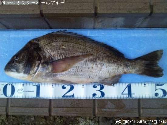 クロダイ