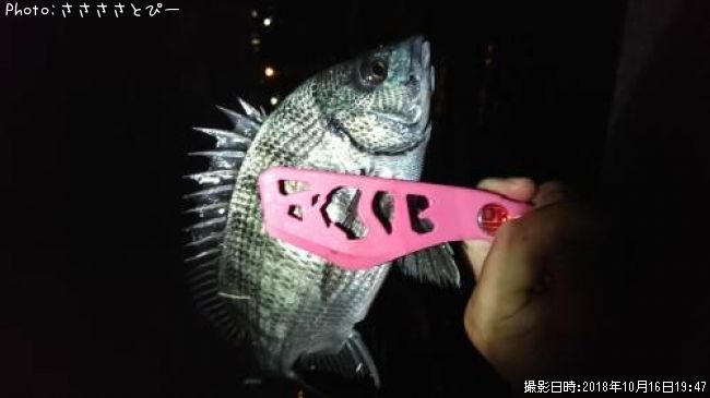 クロダイ&アジ