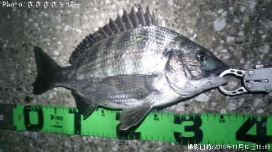クロダイ&アジ&メバル