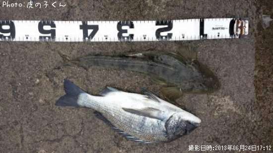 クロダイ、マゴチ