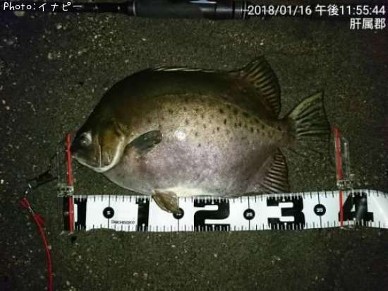 クロホシマンジュウダイ