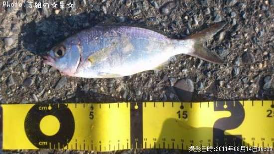 クロサギ?