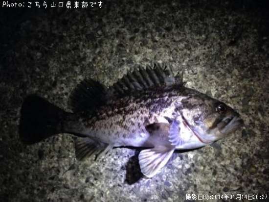クロソイ