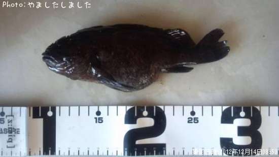 クロソイ