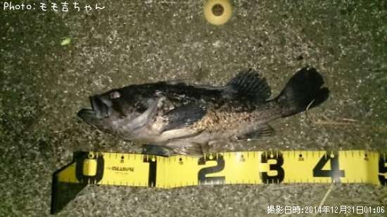 クロソイ