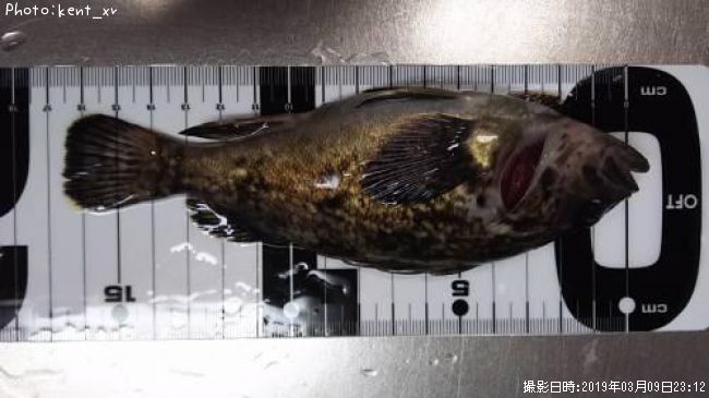 クロソイ?マゾイ?