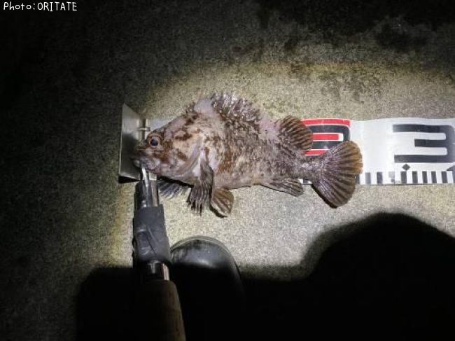クロソイ、メバル