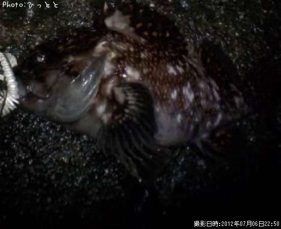 クロソイ?ムラソイ?