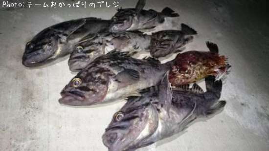 クロソイのちヨロイメバル