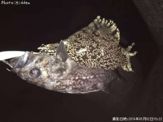 クロソイとウミウシ