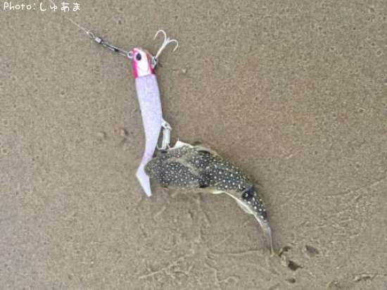 クサフグ