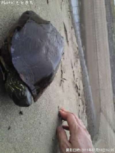 クサガメ