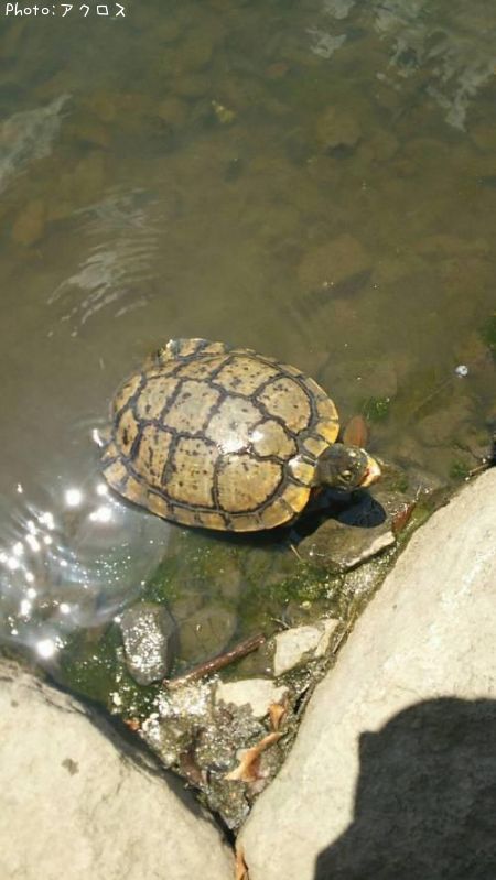 クサガメ